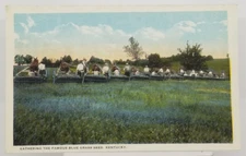 Farming Agriculture GATHERING THE FAMOUS BLUE GRASS SEED Kentucky Postcard