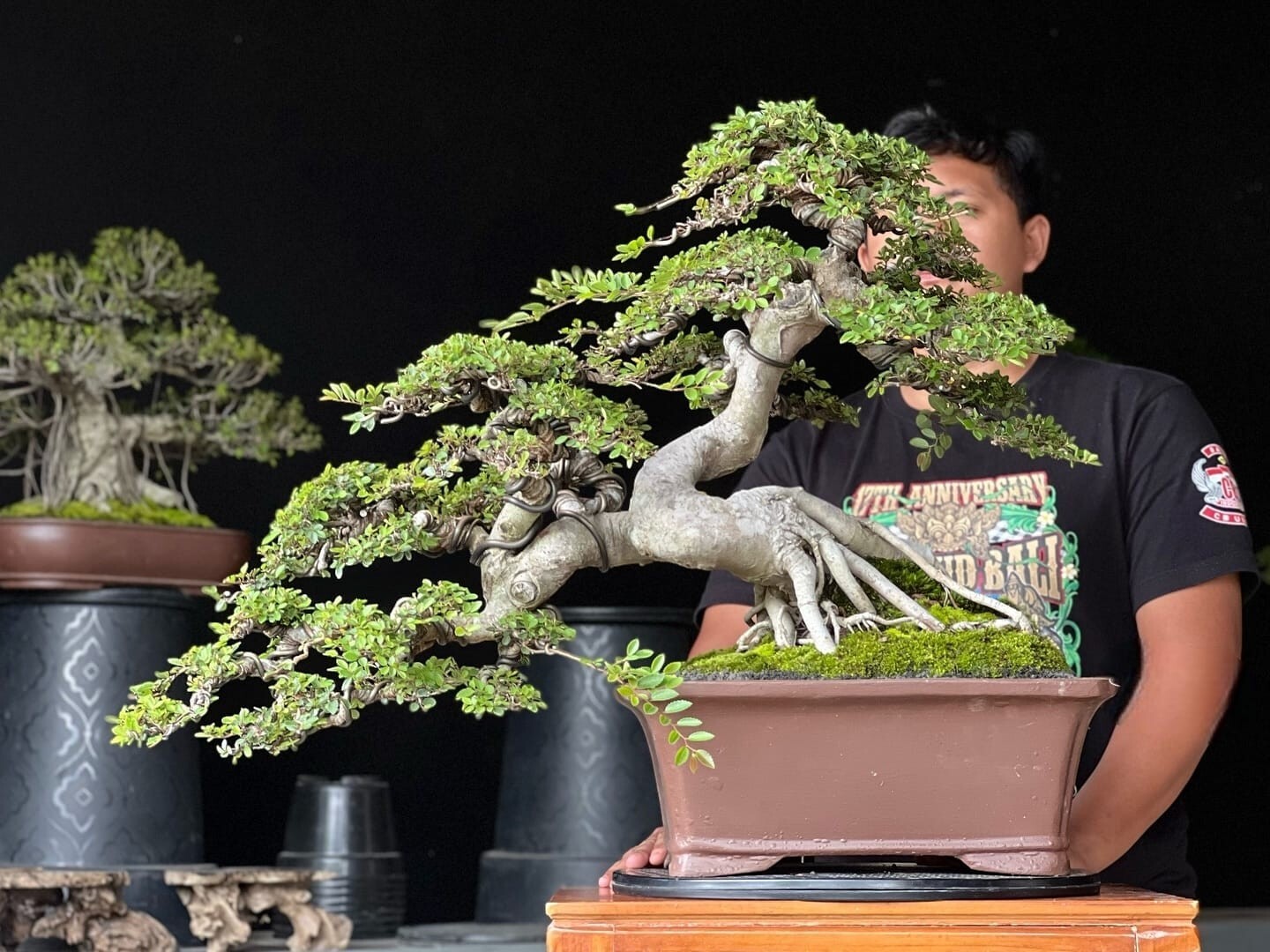 Actual plant Bonsai Ulmus campestris var - microfil bois old bonsai tree