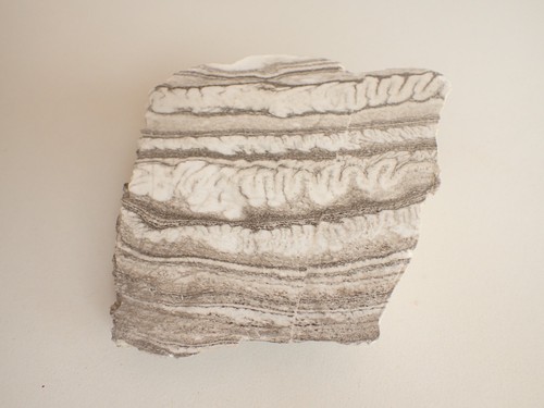 Snake Plaster, Appenrode, Resin