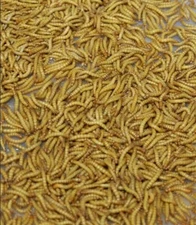 LIVE MEALWORMS - 1500 Live Mealworms (FREE Priority Mail Shipping)