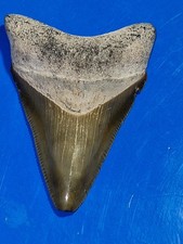 Killer Green Bone Valley Megalodon