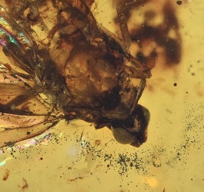 Spread Wing Fulgoroidea (Planthopper), Fossil Insect Inclusions in Burmese Amber