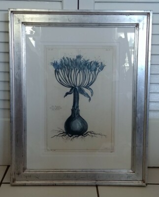 TROWBRIDGE Art Gallery Framed Print Dupin Filius Sculp.-Lilio Narcissus, Paris