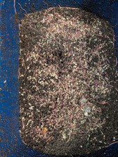 1000 Red Wigglers with 1000 Bonus worms