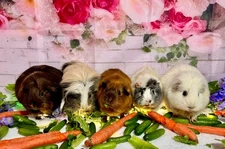 2026 Guinea Pig Sanctuary Calendar Swag Limited Numbers December 5th Shipping GY