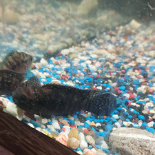 Mehrere lebende Aquarienfische schwarz mit Glanzpunkten, blauer Kies