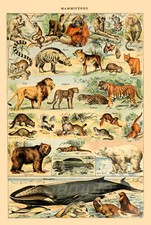 VINTAGE ANIMALS CHART A4 POSTER PRINT