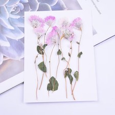 8PCS Real Pressed Dried flower natural white pink flower with stem, leaves FCD71