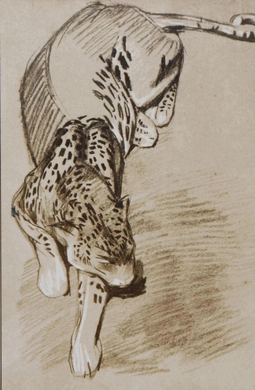 Mathurin Meheut: The Panther, Signed Lithograph, 1911 thumbnail 11
