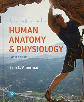 Human Anatomy & Physiology - Hardcover, by Amerman Erin - Very Good