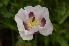 Graines de bleu de pavot,graines à germer,le pavot Sokol, pavot à pain,Pavot bio