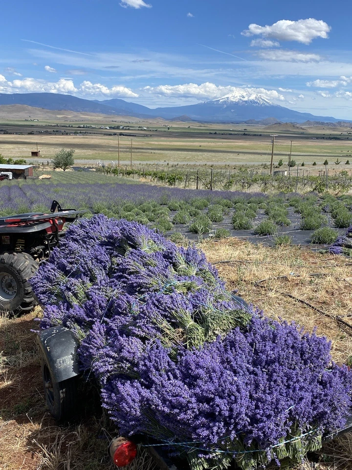 paquetes de lavanda seca (Oregón) 2024 paquetes Foto 3 de 4