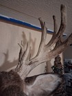 Whitetail Deer Head Shoulder Mount Taxidermy Hunt 24 point Buck mounted RARE — photo 9