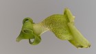 Paliavana prasinata - shrubby Sinningia cousin — photo 1