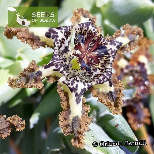 Ferraria crispa, F. undulata, Starfish lily, Starfish iris, 20-100 fresh seeds - Picture 3 of 12