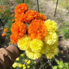 300 African Marigold Seeds: Crackerjack - Beautiful Orange and Yellow Blooms