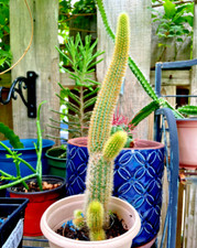 Gold Rat tail cleistocactus  SUCCULENT Cactus cacti Rare bare rooted plant
