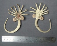 US 1:6 Alien Predator Prometheus Star Beast Facehugger Larva for 12"Action Figur