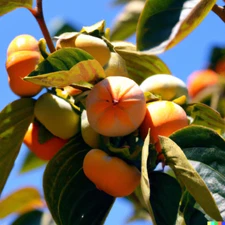 5 Common Persimmon Diospyros virginian Native Edible Fruit Tree Seeds FREE SHIP
