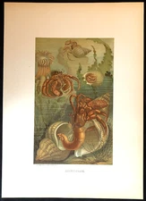 1880s Hermit Crabs L Prang & Co Full Color Chromolithograph 12.5 x 9 Overall
