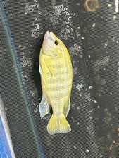 Mixed Live Cichlid Tropical Freshwater Aquarium Fish Assorted Colors