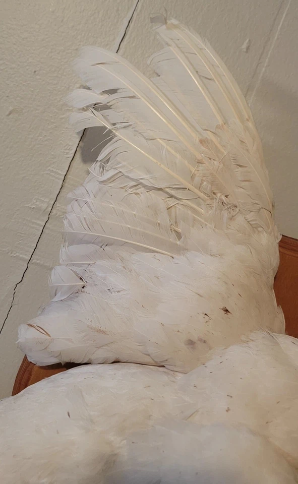 Bonito escudo taxidermia albina vintage raro volador "faisán blanco"  Foto 2 de 4