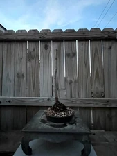 AWESOME! Fantastic Barbados Cherry Pre-Bonsai, 15 Years, Strong Trunk