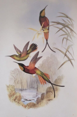 HUMMINGBIRD CRIMSON TOPAZ (Topaza Pella) John Gould 14x10'' Print