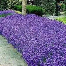 150 Italian Lavender Seeds Heirloom - Non-GMO Free Shipping Herb Seeds