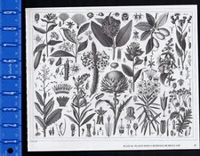 Plants with  Resinous or Milky Sap, Teas, Umbelliferae -Heck BOTANY