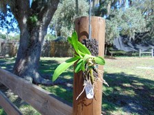 Dendrobium Nobile Brilliant Smile 'Royal' Mounted tree fern SMALL PLANT