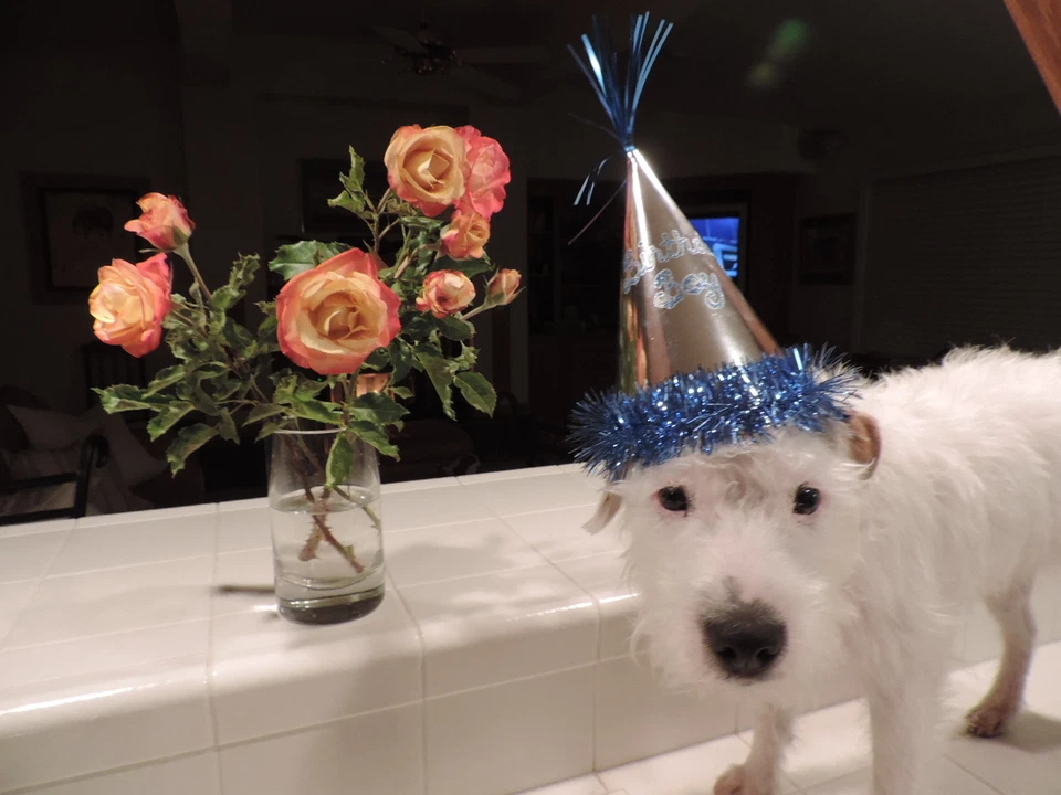 PERFUME ACEITE DE ROSA BÚLGARA 2,1 ML EAU DE PARFUM EDP Rosa Damascena Kazanluk OTTO Foto 2 de 2