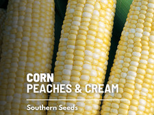Peaches and Cream Corn Seeds, Hybrid Sweet Variety, USA Grown