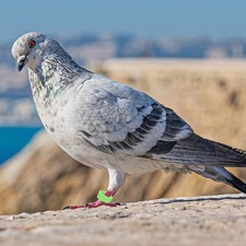  300 Pcs Bird Leg Marking Bands Pigeon Identification Rings Parrot