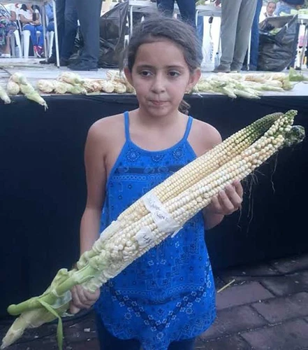 Nayarit Jala Blanco Corn Seeds (30) / MEXICAN HEIRLOOM / 13ft Stalks / 17in Cobs