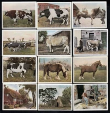 Lot of 12 GERMAN FARMING Cards from 1935 COWS Agriculture ++++