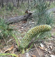 Macrozamia stenomera -  - NO ENCEPHALARTOS DIOON ZAMIA