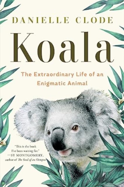 Koala by Danielle Clode PAPERBACK - Image 4