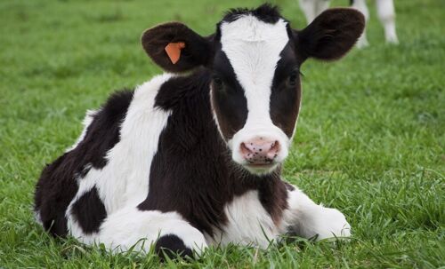 Bayer Bomectin Injection 500ml Antiparasitic Injection Cattle Pigs Agri Farm - Picture 5 of 12