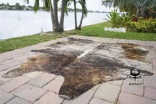 Rodeo Exotic Brindle cowhides rugs cow skin rug large size approx  6x7-7x7 ft 