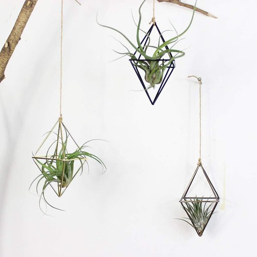 3PCS Air Plant Hanging Holder Flower Pot Irregular Tillandsia Rack Container ... - Picture 5 of 5