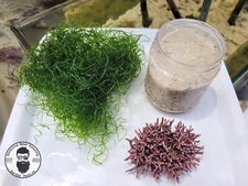 LIVE Saltwater Starter Kit Branching Coralline Algae, Chaeto, LIVE Sand