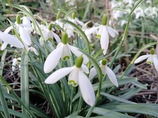 50 Single Snowdrops In The Green 'Galanthus Nivalis' Fresh Spring Bulbs
