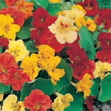  Nasturtium Double Gleam Flower Seeds, "COOL BEANS N SPROUTS" Brand