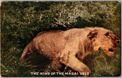 1909 King of the Masai Velt African Lion Roosevelt Expedition Capper Postcard