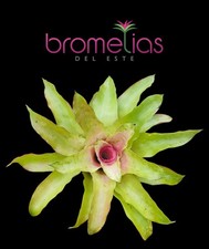 Neoregelia 'Pectinata' Rare Bromeliad Bromelias del Este