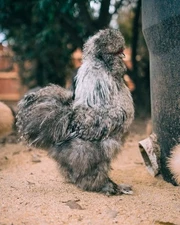 12+ Premium Silkie Hatching Eggs Assorted Colors NPIP AI - All Silkie Feathering