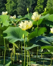 40 Seeds Yellow Lotus Flower Seeds American Water Lily - Pots or Pond!