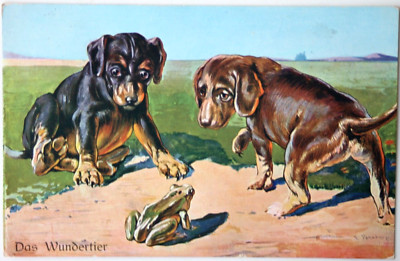 34664 Old Colored Artist Postcard The Wonder Animal Frog Dachshund