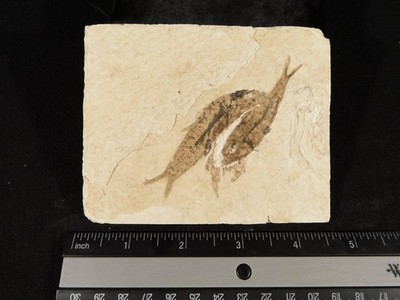 TWO! 50 Million Year Old Knightia FRY FISH Fossils With Stand! Wyoming 142gr